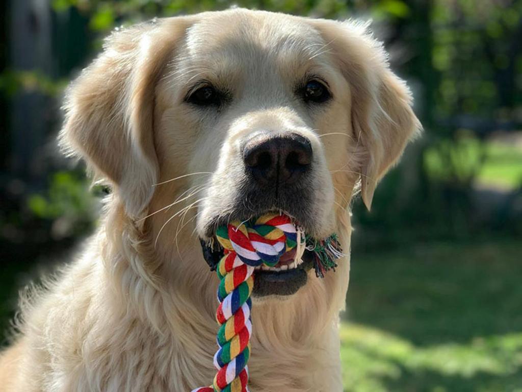 Im Hotel City Residence - Frankfurt (Oder) - sind Haustiere herzlich willkommen