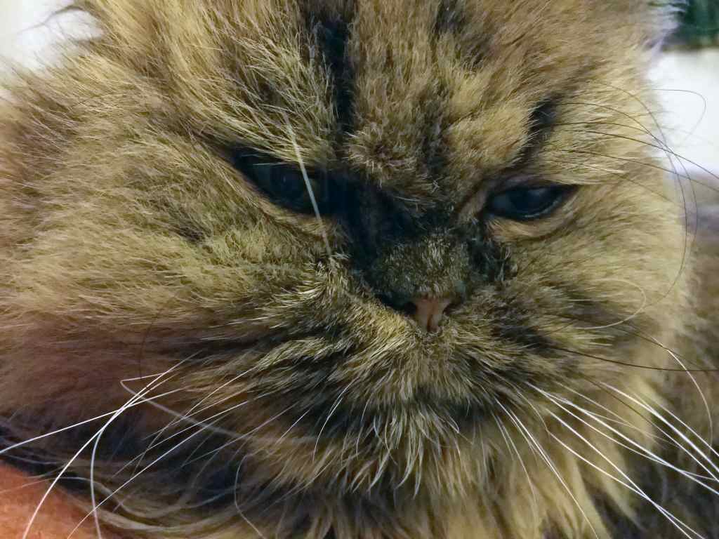 Im Hotel City Residence - Frankfurt (Oder) - sind Haustiere herzlich willkommen